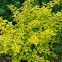 Physocarpus opulifolius 'Dart's Gold' P24